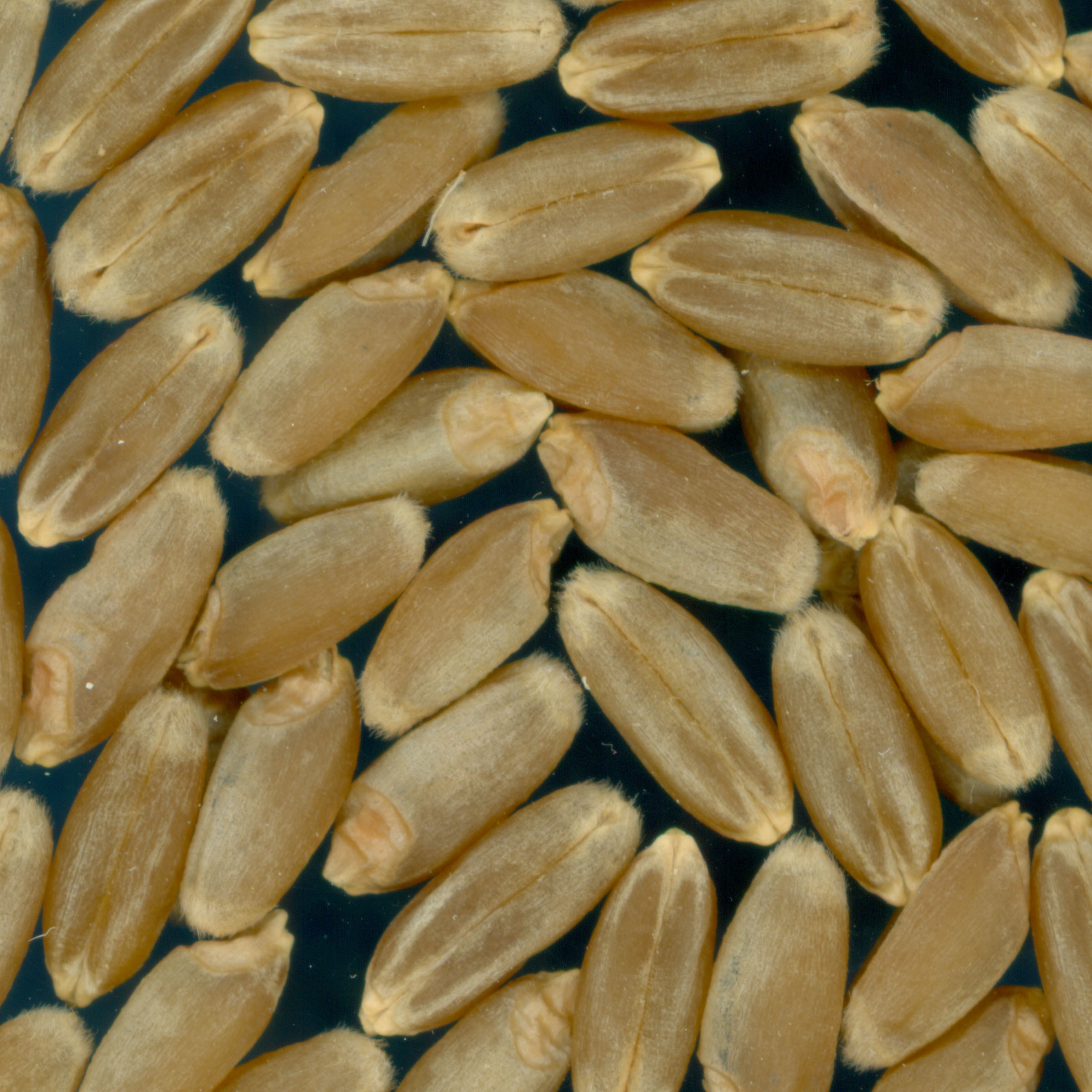 KERNELS